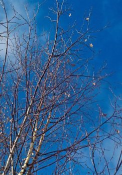 On March 15, the weather in Uzbekistan will become significantly warmer.