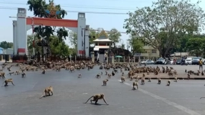 Hundreds of monkeys escaped from the shelter in Lopburi