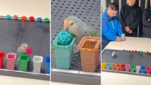 Китайская попугайка распознала цвета с рекордной скоростью