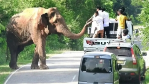 Vaccination for wild elephants has started in Thailand