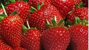 O‘zbekistonda meva va rezavor yetishtirish oshdi