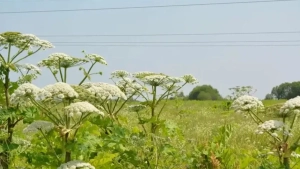 Sankt-Peterburgda cho‘chqa o‘tiga sun’iy intellekt joriy etildi