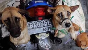 Jakartada it va mushuk go‘shti savdosi taqiqlanadi