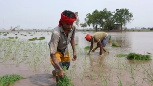 Rice export is exacerbating water scarcity