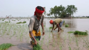 Rice export is exacerbating water scarcity