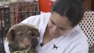 Yo‘qolgan it 3,7 ming km uzoqda topildi