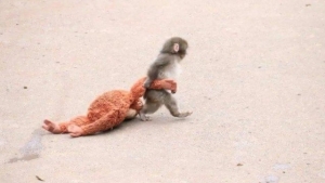 Panch, who was left alone, was shown kindness