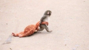 Panch, who was left alone, was shown kindness