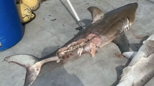 Shark attack in Sydney kills a person