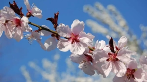 O'zbekistonda birinchi aprel ob-havosi: yomg'ir va issiq kutilmoqda