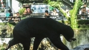 Attack on Bear Trainer at Hangzhou Safari Park