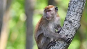 Wild monkey caused human death in Thailand