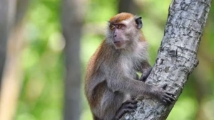 Yovvoyi maymun Tailandda inson hayotiga zomin bo‘ldi