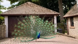 В США в ссоре с соседом съели двух павлинов