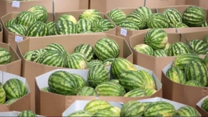 The price of watermelon in Uzbekistan has decreased by 2.8 times