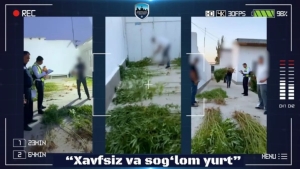 Illegal narcotic plants were found in front
