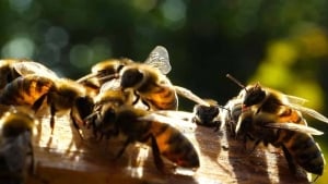 Bee attack in Brazil kills father and daughter