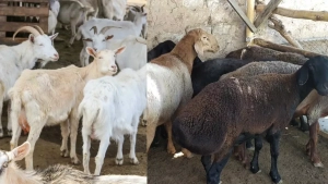 2024 yilda O‘zbekistonda qo‘y go‘shti ishlab chiqarish oshdi