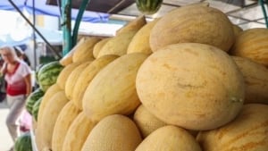 The price of melons dropped three times at the beginning of July