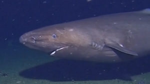 The largest shark was photographed in Antarctica for the first time