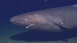 The largest shark was photographed in Antarctica for the first time