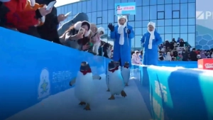 In Harbin, penguins paraded sharing winter cheer