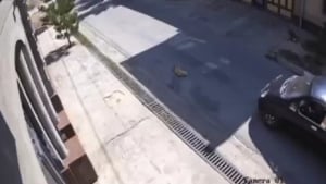 Yangiyo‘lda haydovchi ataylab itga urdi