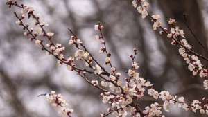 Warm weather is expected in Uzbekistan on March 8