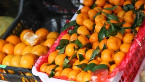 Harmful organisms detected in mandarins imported from Kazakhstan