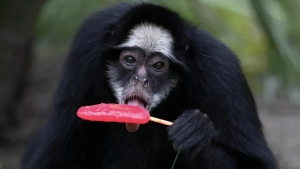 BioParque animals were given icy food during the heatwave