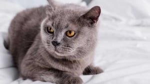 Keeping a cat may increase the risk of schizophrenia