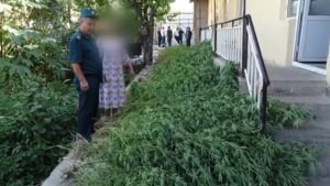 Pastdarg‘omda kannabis o‘simligi yetishtirish aniqlandi
