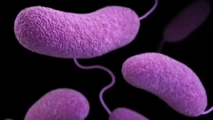 AQSH qirg‘oqlarida Vibrio bakteriyasi tarqalmoqda