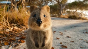 Avstraliya orolidagi restoranlarga noyob kvokkalar kirishi rasman taqiqlandi