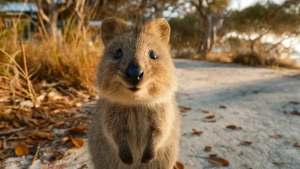 Quokkas officially banned from entering restaurants on Australian island
