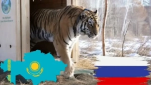 Qozog'istonda yo'lbarslar populyatsiyasini tiklash uchun ilk qadam tashlandi