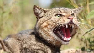 New Zealand will eradicate wild cats by 2050