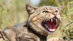 New Zealand will eradicate wild cats by 2050
