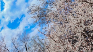 23-fevral: O‘zbekistonda havo o‘zgaruvchan, yog‘ingarchilik kam.