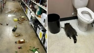 The drunk young man caused a mess in the store and fell asleep
