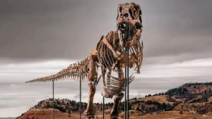 Nyu-Yorkda tirannozavr skeleti rekord darajadagi narxda sotildi