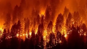 In Spain, 20 major forest fires occurred due to the heat