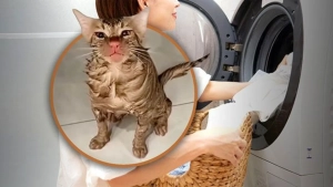 Woman who accidentally washed the cat faced criticism