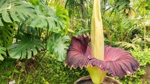 Unique Amorphophallus titanum flower stolen in Dortmund