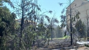 The tree fire in Yakkasaray was quickly extinguished