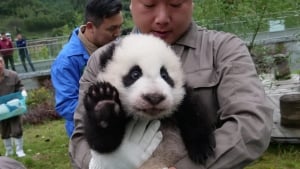 В Китае количество больших панд удвоилось