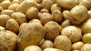 Samarqand kartoshka yetishtirishda yetakchilik qilmoqda