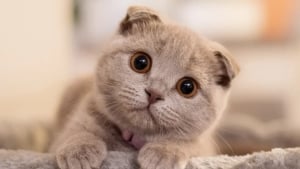 Moskvaliklar uy hayvonlariga noodatiy laqablar qo‘yishmoqda