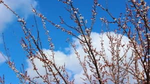 Warm spring weather expected in Uzbekistan on March 18