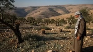 Al-Mug‘ayirda yuzlab zaytun daraxtlari yo‘q qilindi